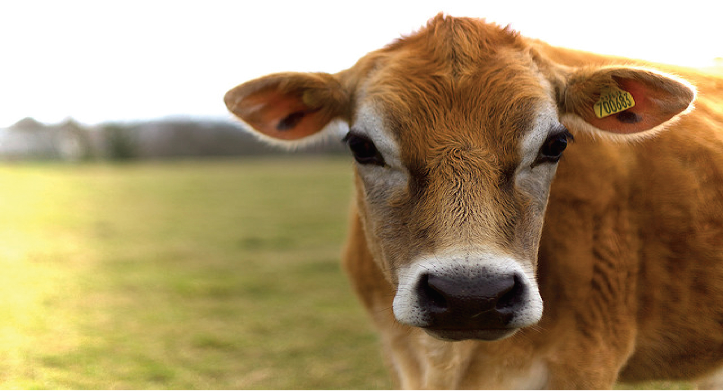 Lowline Cow Image